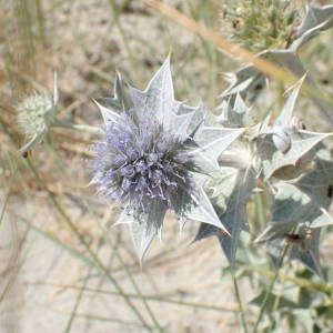 Photographie n°2318034 du taxon Eryngium maritimum L. [1753]