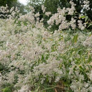 Photographie n°2318047 du taxon Lepidium latifolium L.