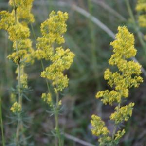 Photographie n°2318089 du taxon Galium verum L.