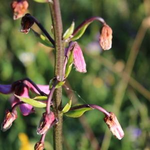 Photographie n°2318094 du taxon Lilium martagon L.