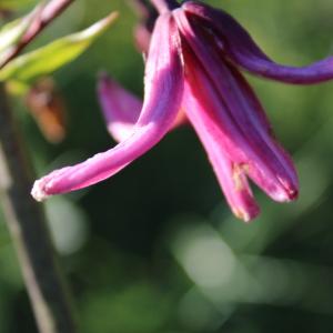 Photographie n°2318095 du taxon Lilium martagon L.