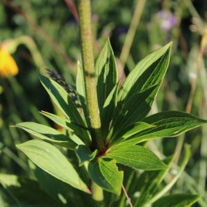 Photographie n°2318096 du taxon Lilium martagon L.