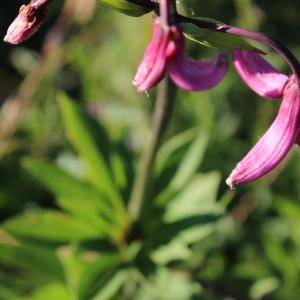 Photographie n°2318097 du taxon Lilium martagon L.