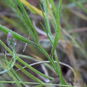 Photographie n°2318102 du taxon Cyanus segetum Hill [1762]