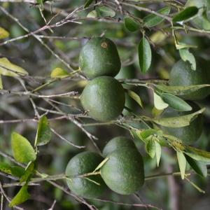 Photographie n°2318107 du taxon Citrus reticulata Blanco [1837]