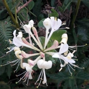 Photographie n°2318119 du taxon Lonicera periclymenum L. [1753]