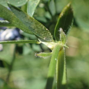 Photographie n°2318197 du taxon Vicia cracca L. [1753]