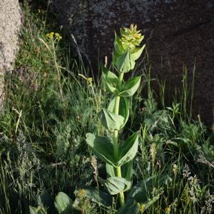 Photographie n°2318202 du taxon Gentiana lutea L. [1753]