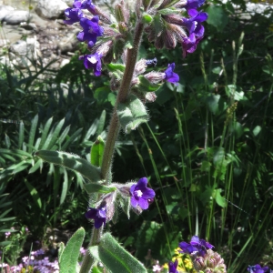 Photographie n°2318206 du taxon Anchusa officinalis L. [1753]