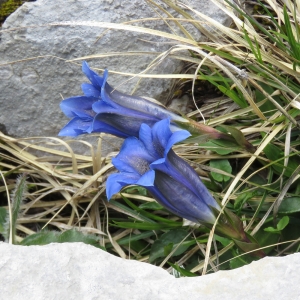 Photographie n°2318207 du taxon Gentiana clusii E.P.Perrier & Songeon [1855]