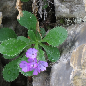 Photographie n°2318252 du taxon Primula marginata Curtis [1792]