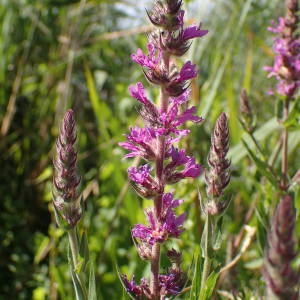 Photographie n°2318279 du taxon Lythrum salicaria L. [1753]