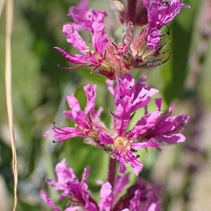 Photographie n°2318281 du taxon Lythrum salicaria L. [1753]