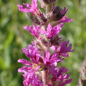 Photographie n°2318282 du taxon Lythrum salicaria L. [1753]