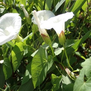 Photographie n°2318285 du taxon Convolvulus sepium L. [1753]