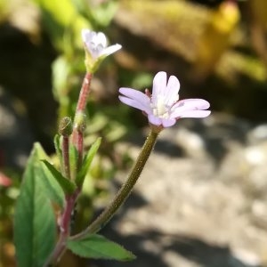 Photographie n°2318322 du taxon Epilobium ciliatum Raf. [1808]