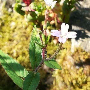 Photographie n°2318323 du taxon Epilobium ciliatum Raf. [1808]