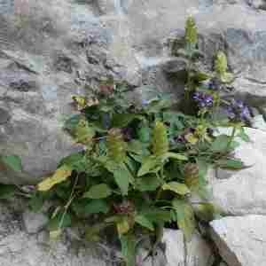 Photographie n°2318336 du taxon Prunella grandiflora (L.) Schöller [1775]