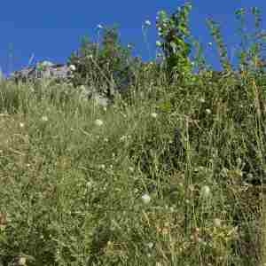 Photographie n°2318362 du taxon Cephalaria leucantha (L.) Schrad. ex Roem. & Schult. [1818]