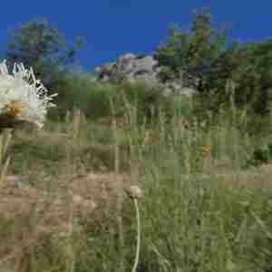 Photographie n°2318363 du taxon Cephalaria leucantha (L.) Schrad. ex Roem. & Schult. [1818]