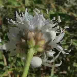 Photographie n°2318366 du taxon Cephalaria leucantha (L.) Schrad. ex Roem. & Schult. [1818]