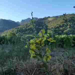 Photographie n°2318369 du taxon Verbascum sinuatum L. [1753]