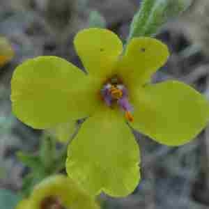 Photographie n°2318372 du taxon Verbascum sinuatum L. [1753]