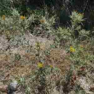 Photographie n°2318389 du taxon Scolymus hispanicus L. [1753]