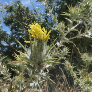Photographie n°2318390 du taxon Scolymus hispanicus L. [1753]