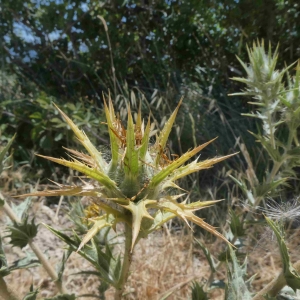 Photographie n°2318391 du taxon Scolymus hispanicus L. [1753]