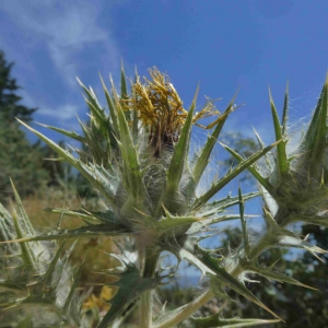 Photographie n°2318392 du taxon Scolymus hispanicus L. [1753]