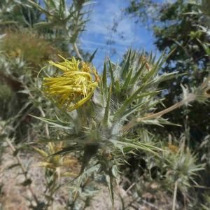 Photographie n°2318393 du taxon Scolymus hispanicus L. [1753]