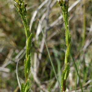 Photographie n°2318395 du taxon Arabis hirsuta (L.) Scop. [1772]