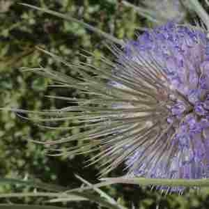 Photographie n°2318409 du taxon Dipsacus fullonum L. [1753]