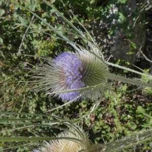 Photographie n°2318413 du taxon Dipsacus fullonum L. [1753]