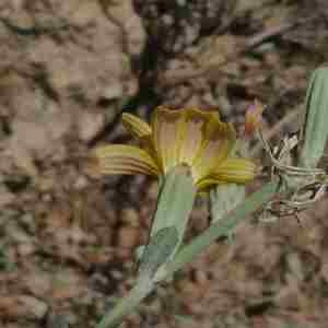 Photographie n°2318421 du taxon Lactuca viminea (L.) J.Presl & C.Presl [1819]