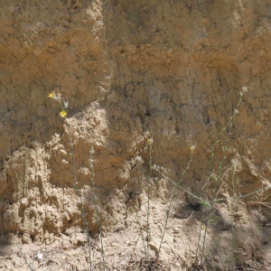 Photographie n°2318426 du taxon Lactuca viminea (L.) J.Presl & C.Presl [1819]