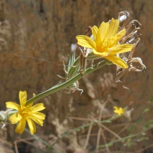 Photographie n°2318427 du taxon Lactuca viminea (L.) J.Presl & C.Presl [1819]