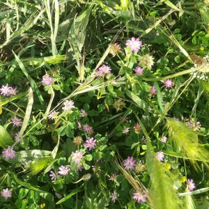 Photographie n°2318485 du taxon Trifolium resupinatum L. [1753]