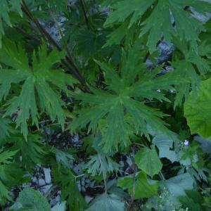 Photographie n°2318498 du taxon Aconitum lycoctonum L. [1753]