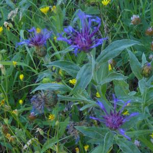 Photographie n°2318515 du taxon Cyanus montanus (L.) Hill [1768]
