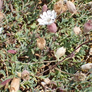 Photographie n°2318535 du taxon Silene uniflora Roth [1794]