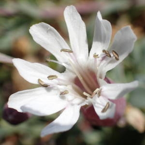 Photographie n°2318536 du taxon Silene uniflora Roth [1794]