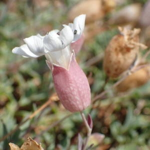 Photographie n°2318537 du taxon Silene uniflora Roth [1794]