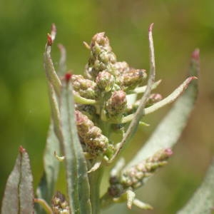 Photographie n°2318546 du taxon Atriplex prostrata Boucher ex DC. [1805]