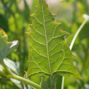 Photographie n°2318549 du taxon Atriplex prostrata Boucher ex DC. [1805]