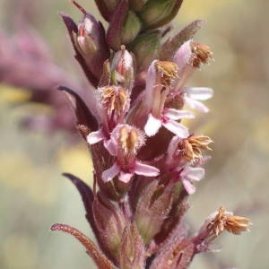 Odontites vernus (Bellardi) Dumort. subsp. vernus (Euphraise de printemps)