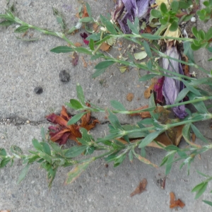 Photographie n°2318585 du taxon Polygonum aviculare L.