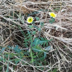 Photographie n°2318624 du taxon Sonchus oleraceus L. [1753]