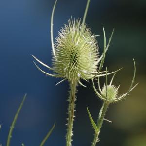 Photographie n°2318637 du taxon Dipsacus fullonum L. [1753]